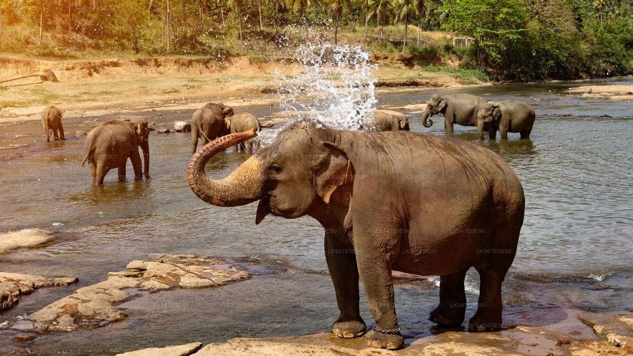 Day 01: Colombo Airport- Pinnwala Elephant- Dambulla